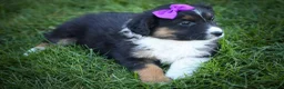 Mini Aussiedoodle dogs for sale: Larson🐾 - Ad 13