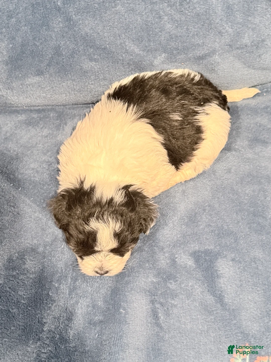 Maltipoo dogs for sale: Maltipoo Puppy 3 - Ad 5