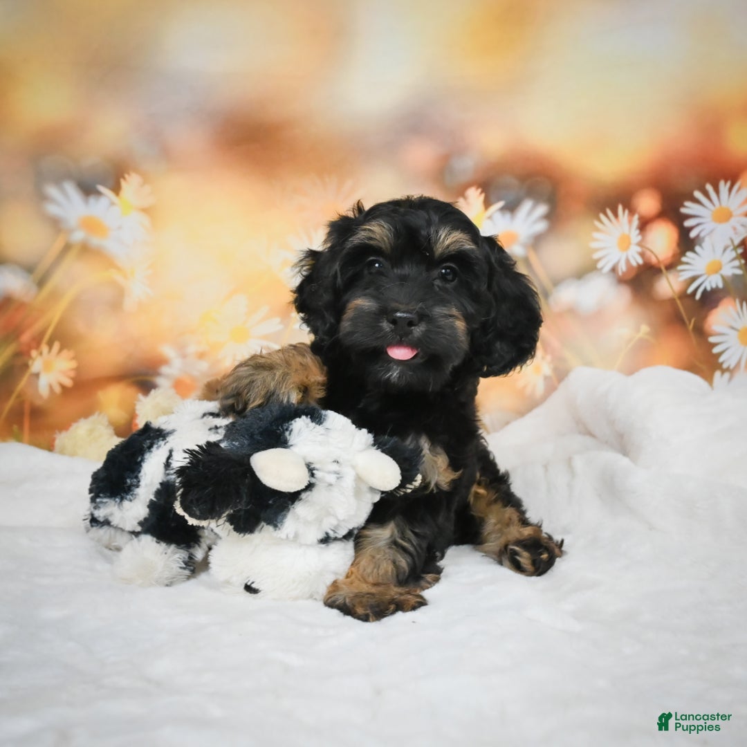 Cockapoo dogs for sale: Carter - Ad 4