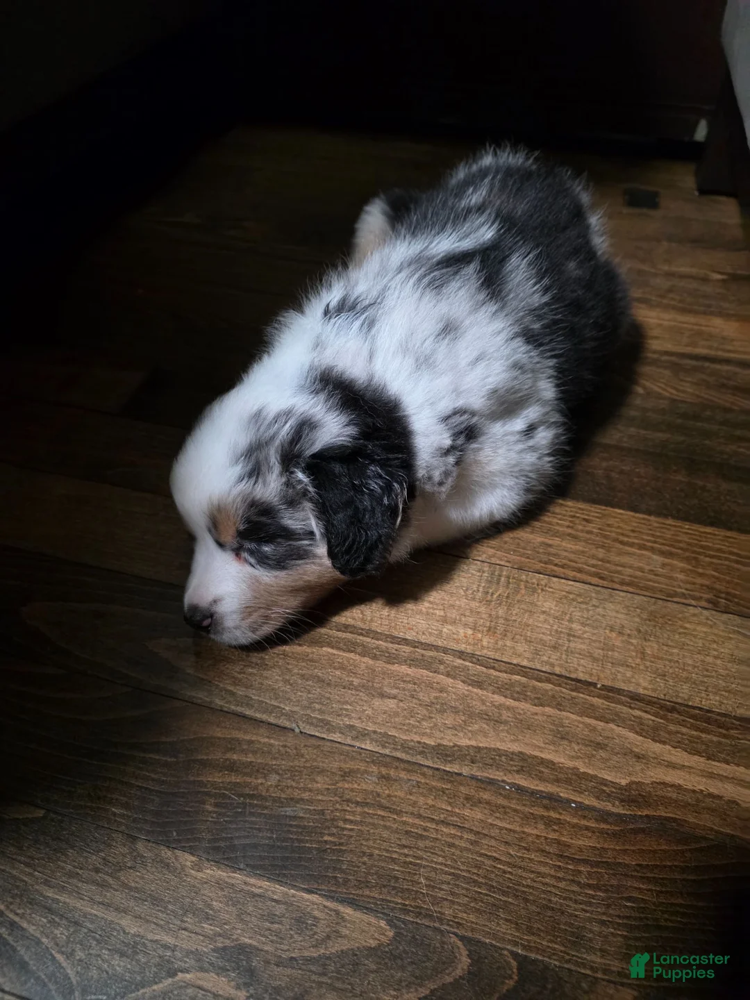 Australian Shepherd dogs for sale: Blue merle female - Ad 1