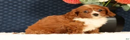 Cavapoo dogs for sale: Fancy - Ad 5