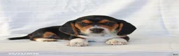 Beagle dogs for sale: Alexa - Ad 3