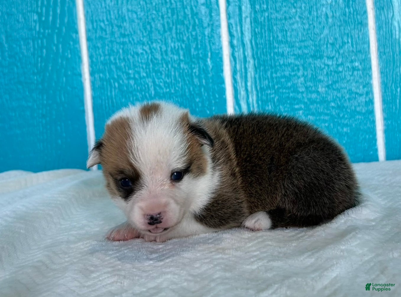 Welsh Corgi Pembroke dogs David Welsh Corgi Pembroke Puppy  - Ad 1