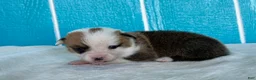 Welsh Corgi Pembroke dogs for sale: David Welsh Corgi Pembroke Puppy  - Ad 8