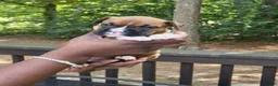 Boxer dogs for sale: Boxer 2 - Ad 4