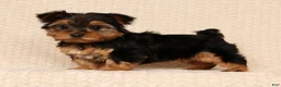 Yorkshire Terrier dogs for sale: Ginger - Ad 2