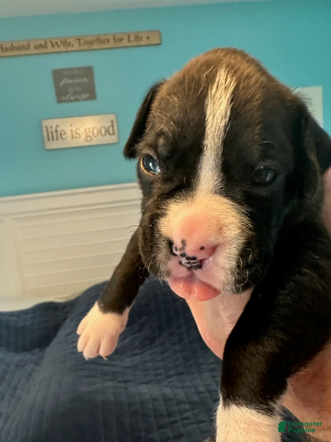 Boxer dogs for sale: Viper - Ad 4