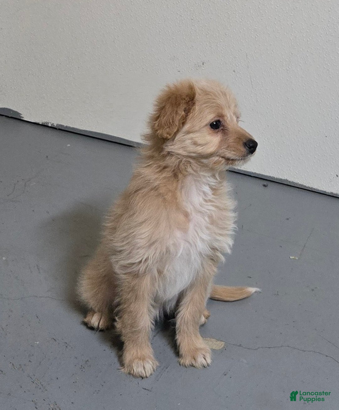 Mini Aussiedoodle dogs for sale: Amy - Ad 3