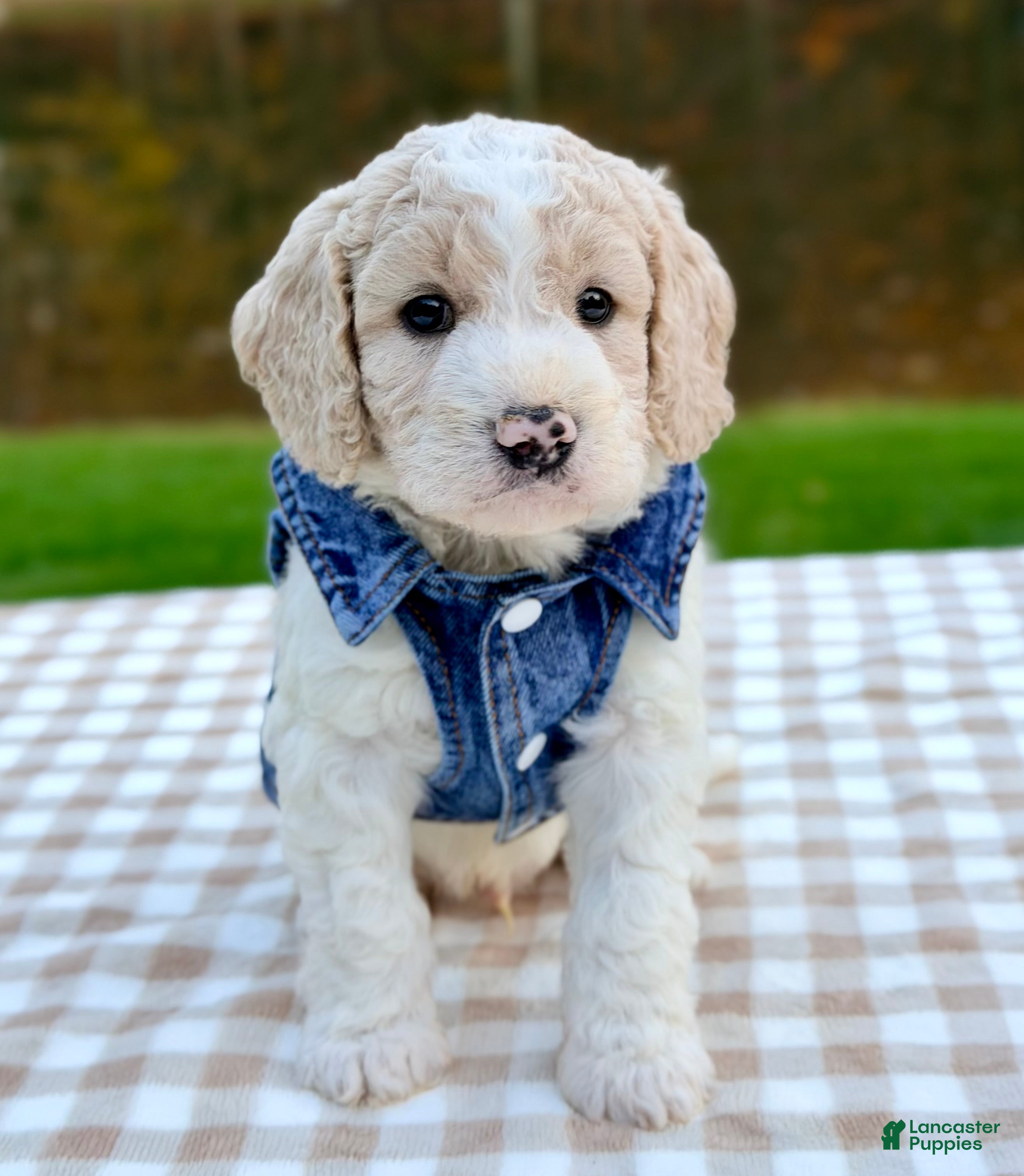 Goldendoodle dogs for sale: Patch-mini  - Ad 2