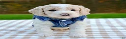 Goldendoodle dogs for sale: Patch-mini  - Ad 2