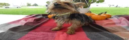 Yorkshire Terrier dogs for sale: Yorkshire Terrier 1 Tommy - Ad 5
