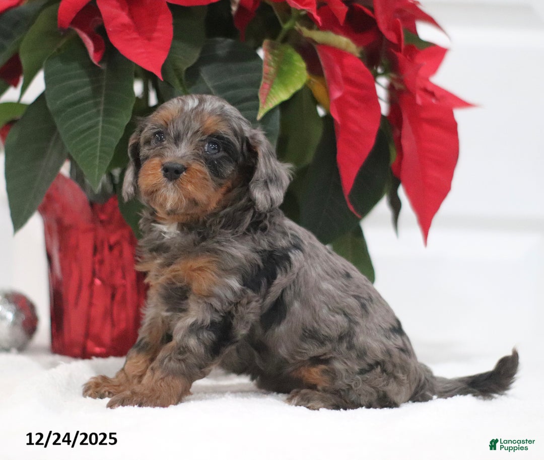 Cavapoo dogs for sale: Pesto - Ad 2