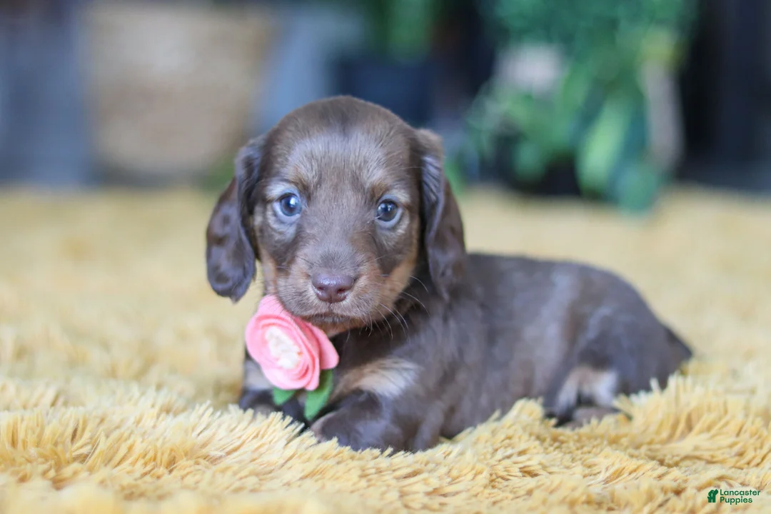 Miniature Dachshund dogs for sale: Bagel - Ad 7