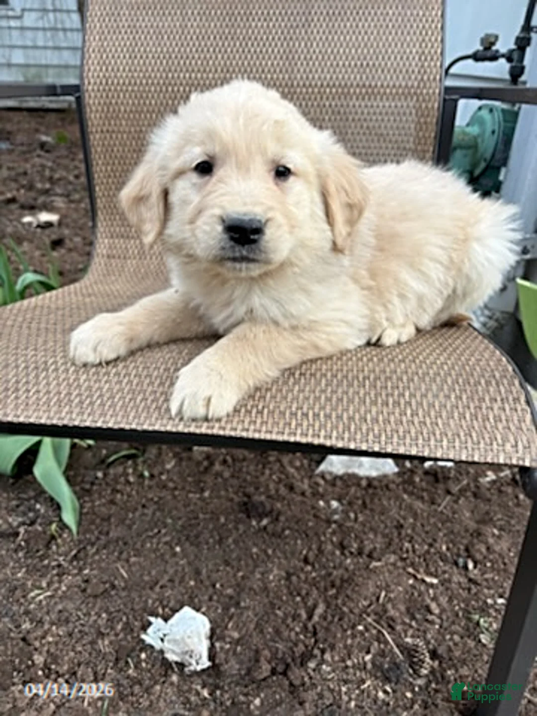 Golden Retriever dogs for sale: Ruthie - Ad 3