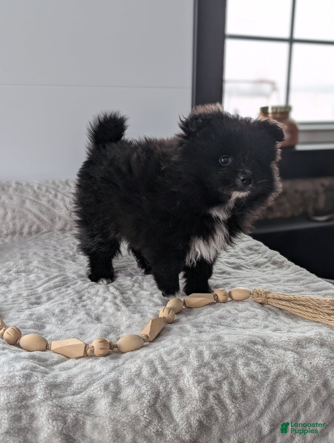 Pomeranian dogs for sale: Felix - Ad 5