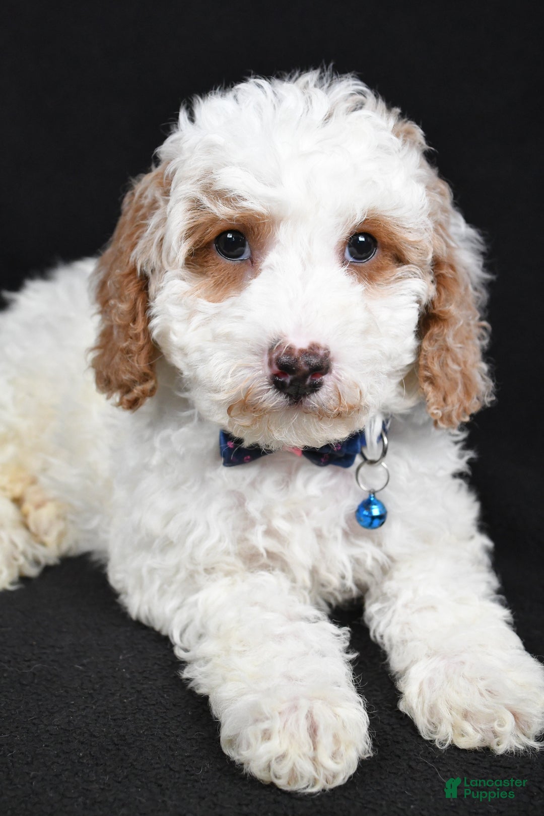 Cavapoo dogs for sale: Smokey - Ad 3