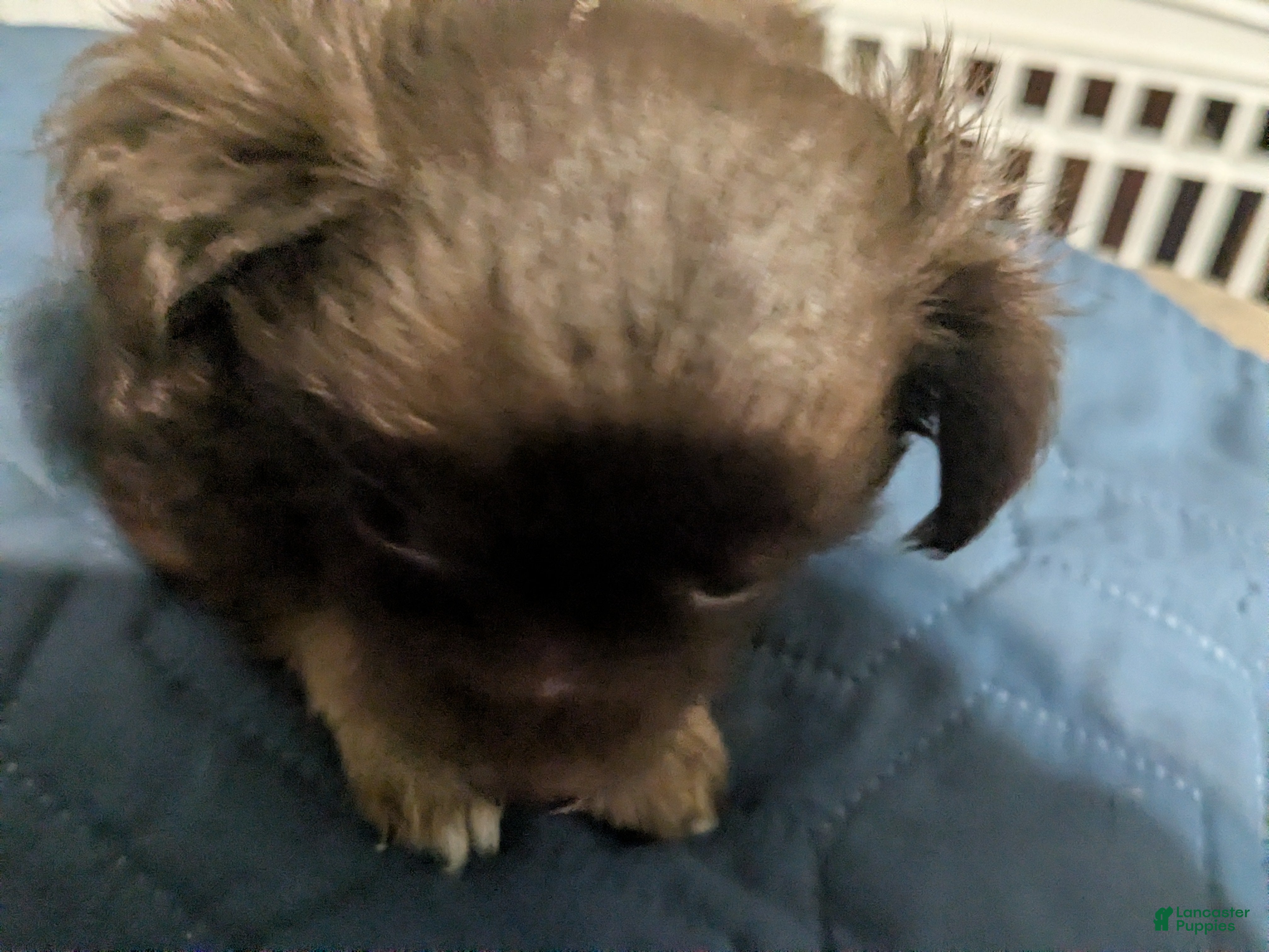 Chihuahua dogs for sale: Chihuahua Puppy 1 (coco- bear) - Ad 1