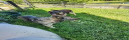 German Shepherd dogs for sale: Levi - Ad 4