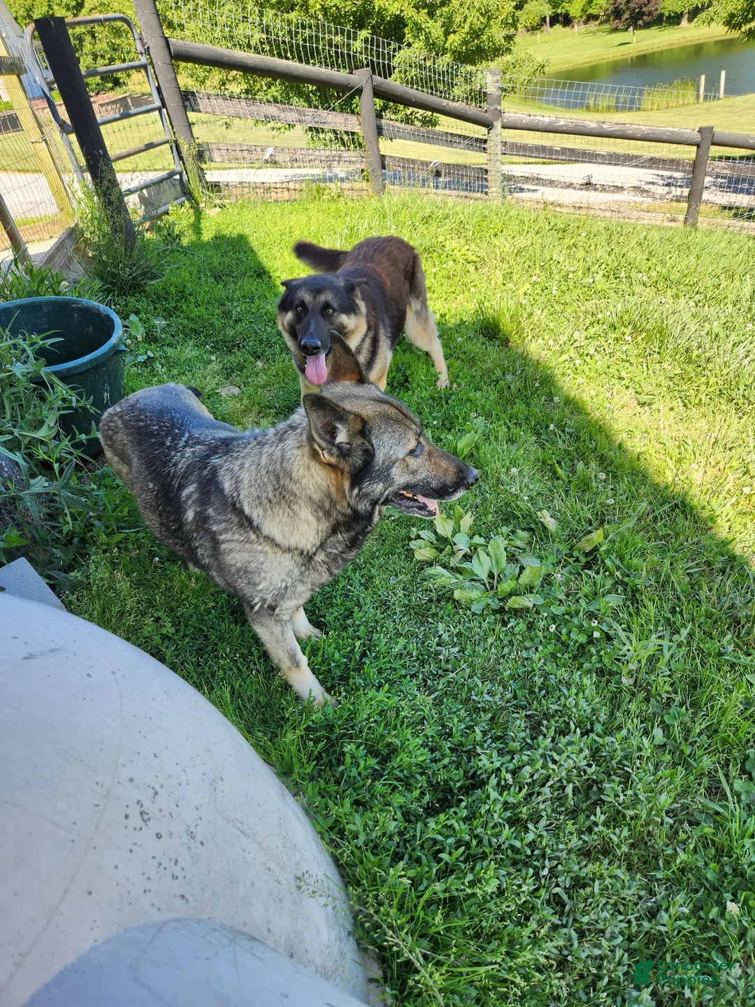 German Shepherd dogs for sale: Levi - Ad 4