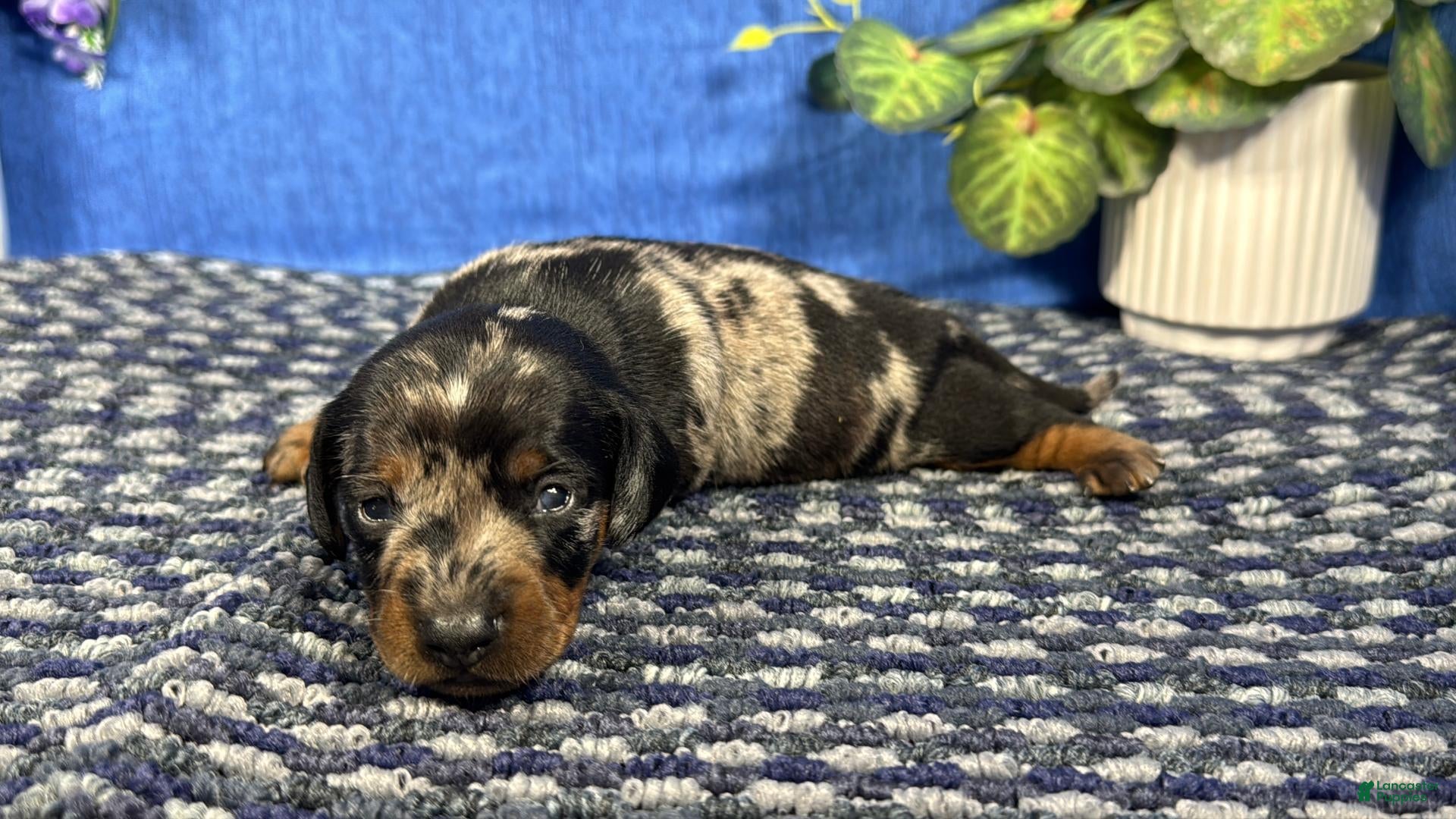 Miniature Dachshund dogs Miniature Dachshund 2 - Ad 29