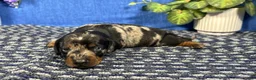 Miniature Dachshund dogs for sale: Miniature Dachshund 2 - Ad 1