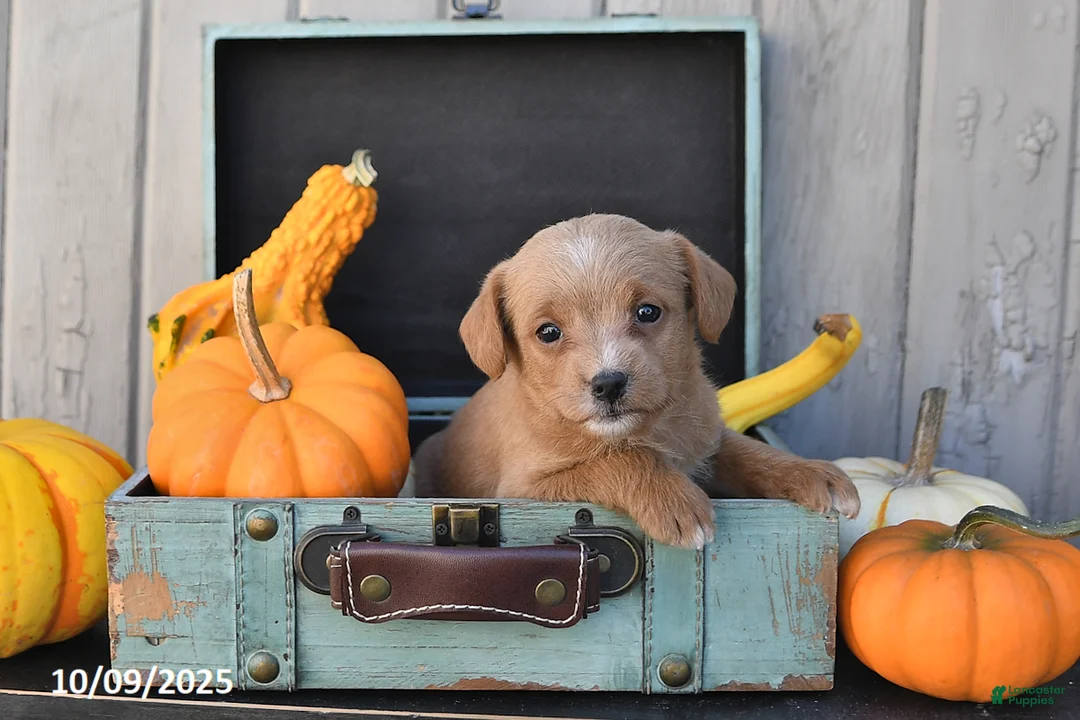 Mixed Breed dogs for sale: Tony - Ad 8