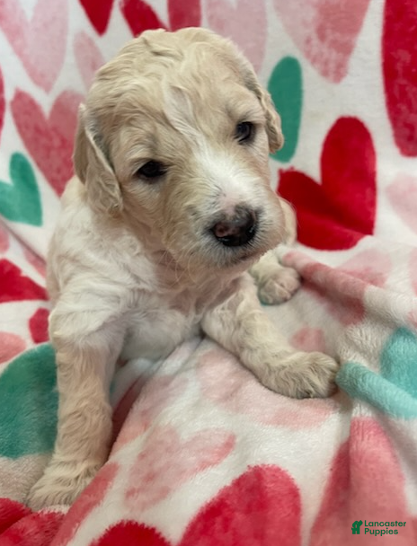 Double Doodle dogs Glimmer - Ad 2