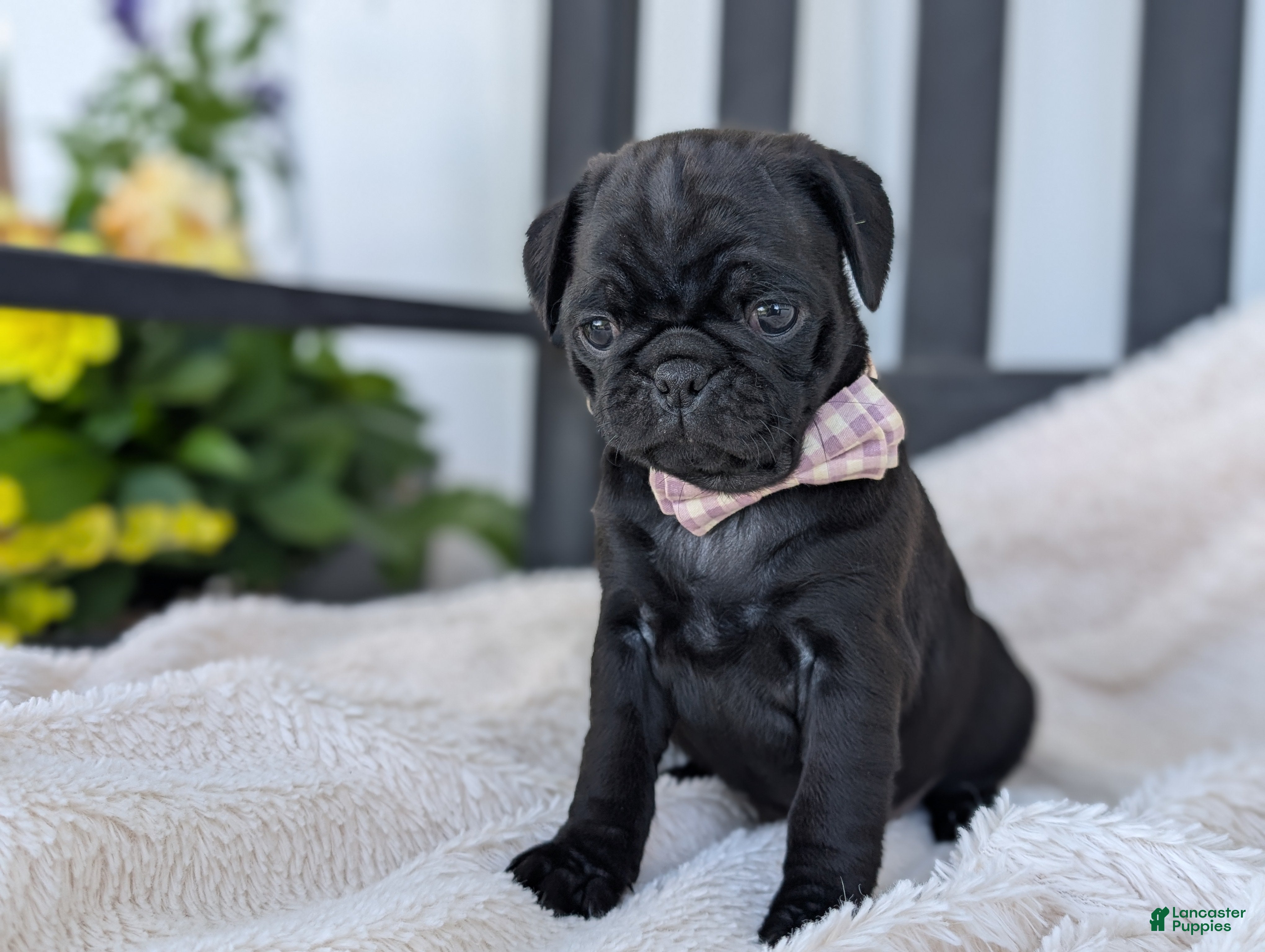 Pug dogs Taffy - Ad 2