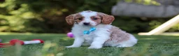 Cavapoo dogs for sale: Grey - Ad 3