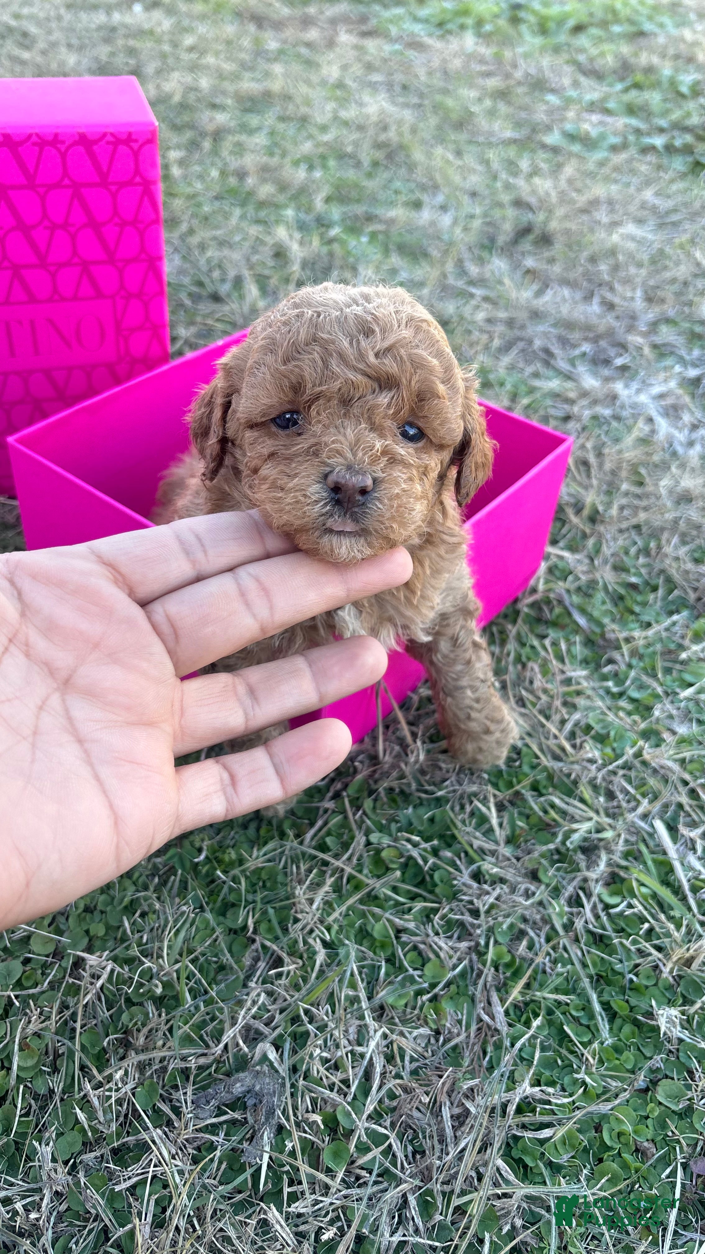 Toy Poodle dogs Toy Poodle Puppy 3 - Ad 2
