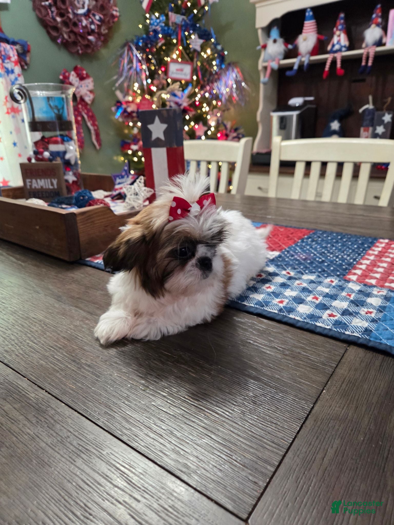 Shih Tzu dogs Pebbles - Ad 2