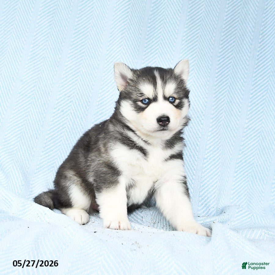 Gerberian Shepsky dogs Flurry - Ad 2