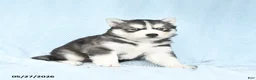 Gerberian Shepsky dogs for sale: Flurry - Ad 2