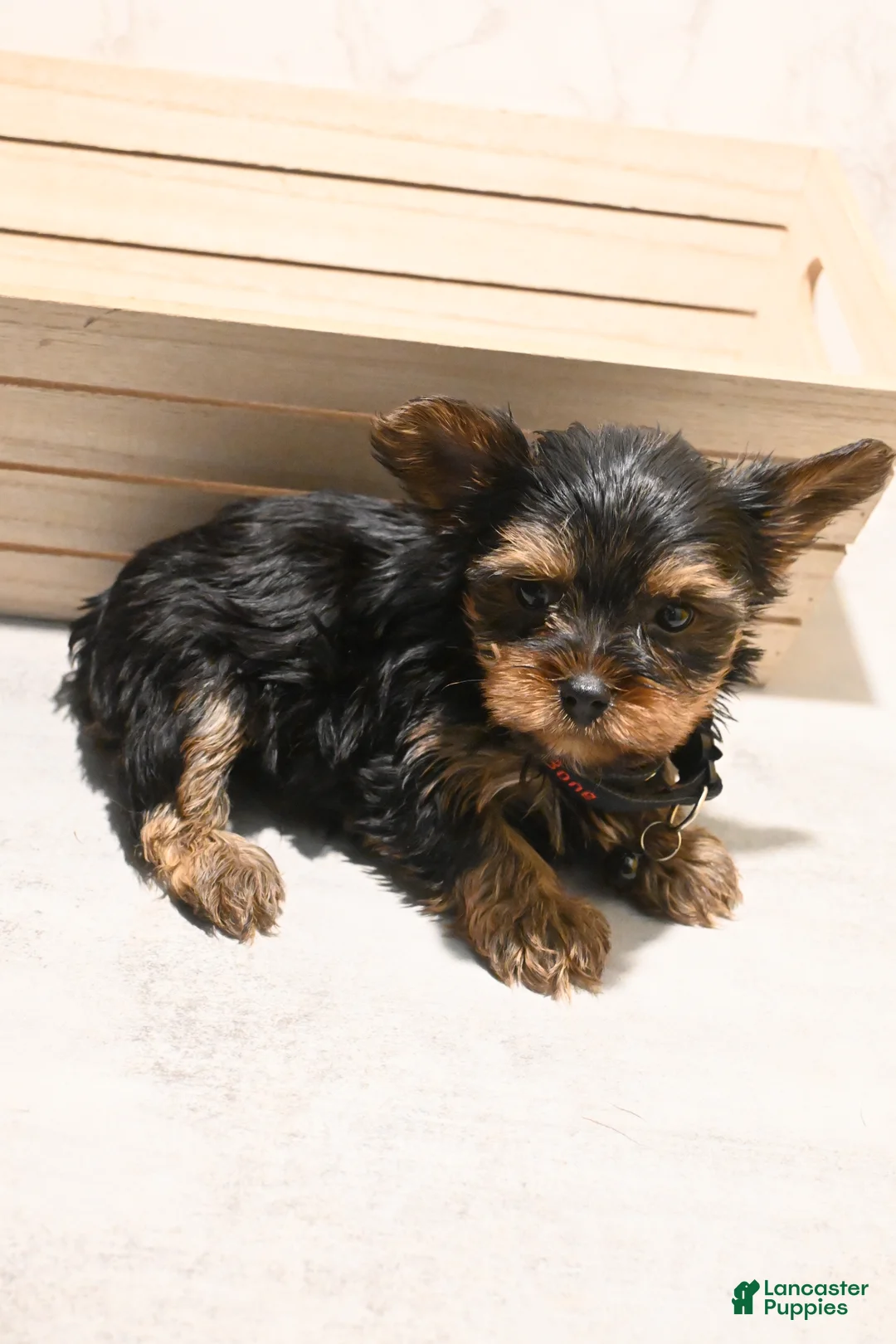 Yorkshire Terrier dogs for sale: TEACUP MAXX TEDDY FACE - Ad 2