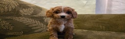Cavapoo dogs for sale: Wren - Ad 14