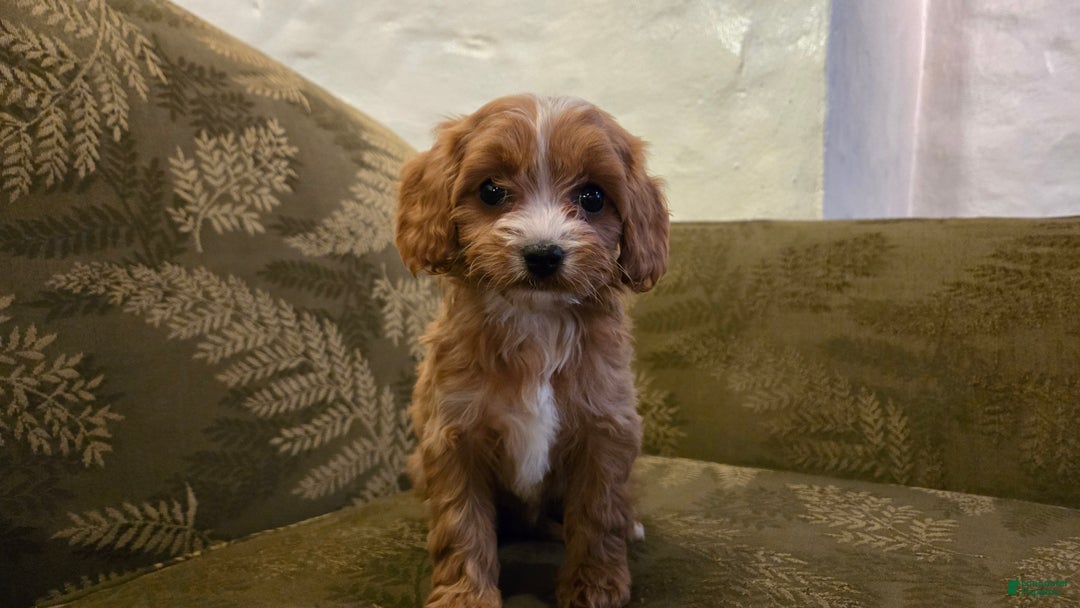 Cavapoo dogs for sale: Wren - Ad 14