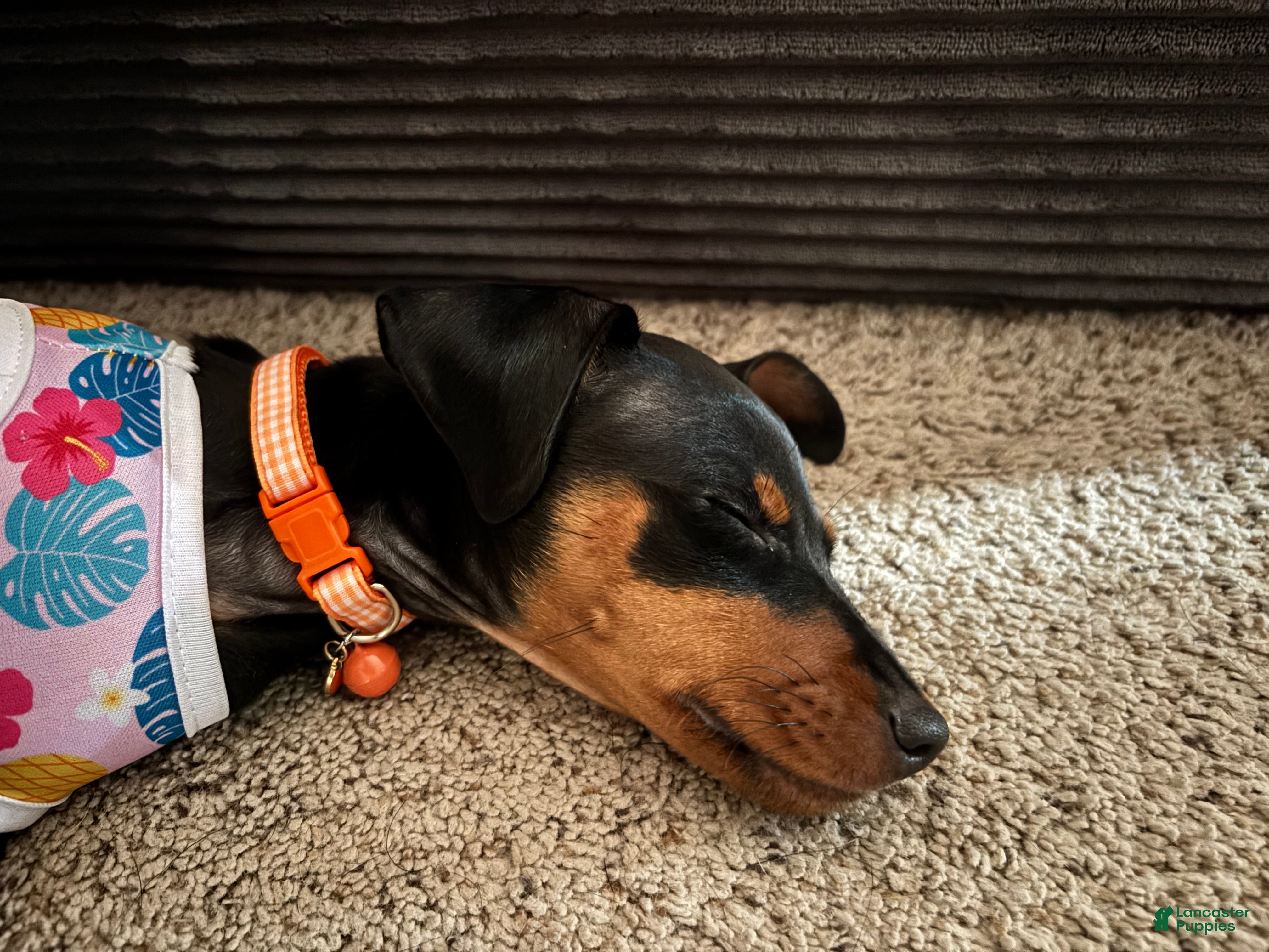 Miniature Pinscher dogs Miniature Pinscher 2 ( clementine ) - Ad 1