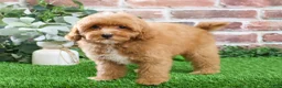 Cavapoo dogs for sale: Charles - Ad 12
