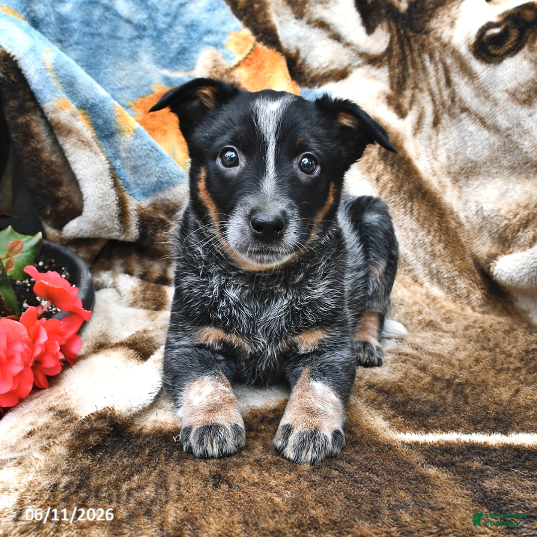 Australian Cattle Dog dogs for sale: Honey - Ad 1