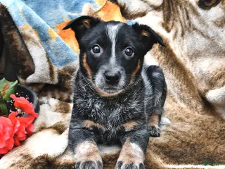 Australian Cattle Dog dogs for sale: Honey - Ad 4