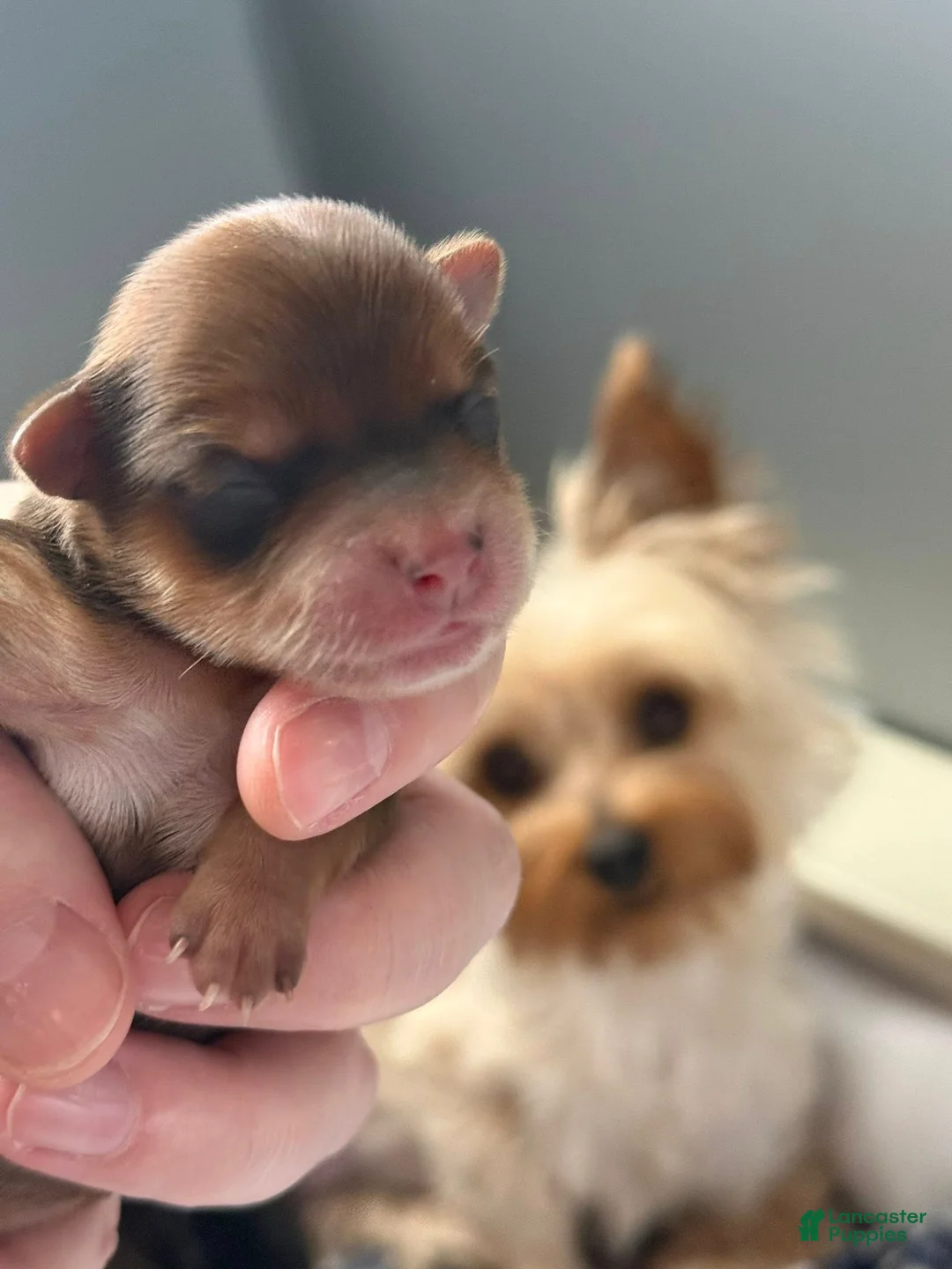 Yorkshire Terrier dogs for sale: Yorkshire Terrier Puppy 3 - Ad 2