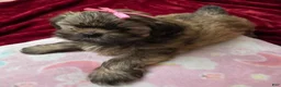 Shih Tzu dogs for sale: Little Baby Girl 💕 - Ad 4
