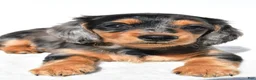 Miniature Dachshund dogs for sale: Angel - Ad 10