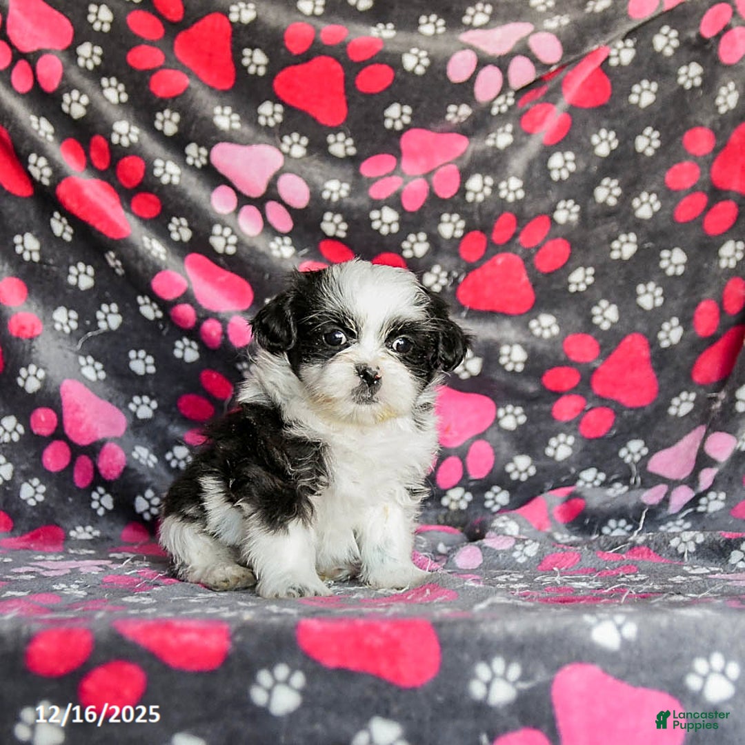 Shih Tzu dogs for sale: Sailor - Ad 5