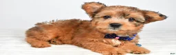 Mixed Breed dogs for sale: Grant - Ad 5