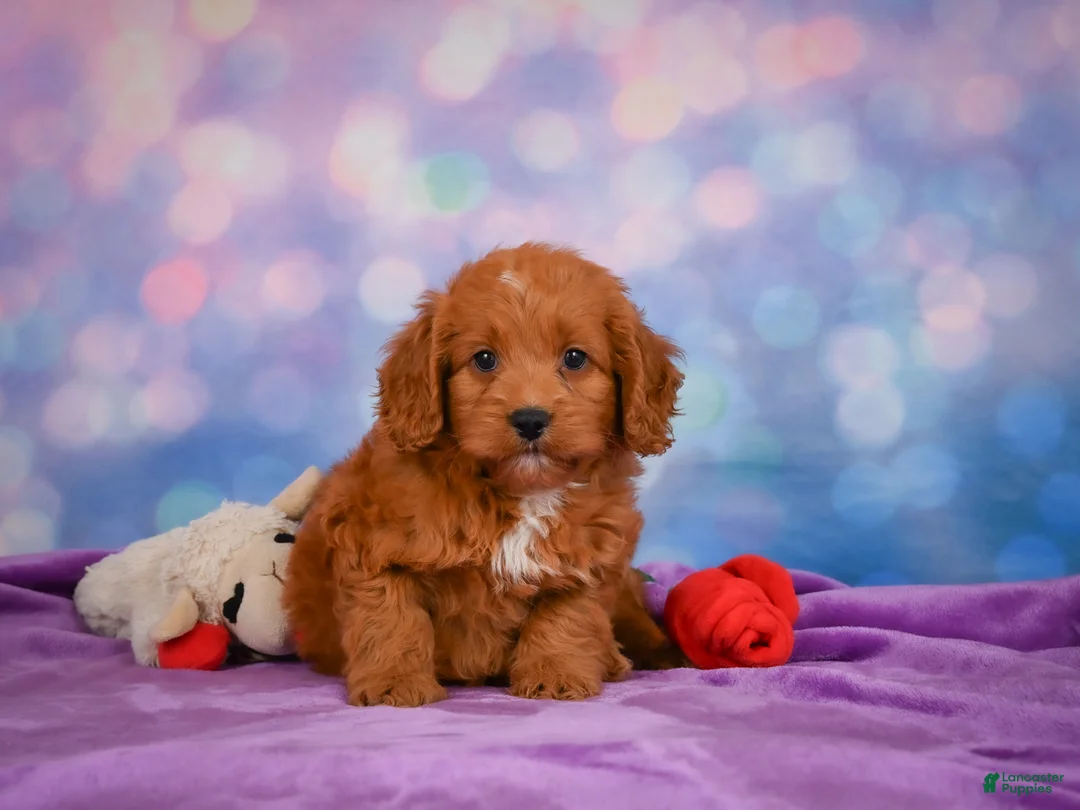 Mini Goldendoodle dogs for sale: ROXANNE - Ad 2