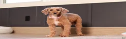 Miniature Poodle dogs for sale: Murphy (AKC) - Ad 7