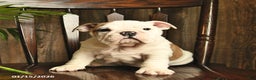 English Bulldog dogs for sale: Rain  - Ad 3