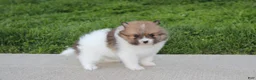 Pomeranian dogs for sale: Theo - Ad 2