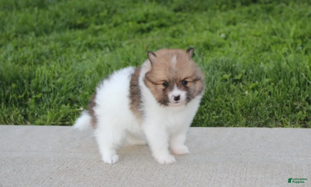 Pomeranian dogs for sale: Theo - Ad 2